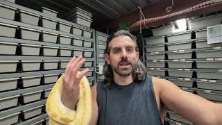 From Pet Owner to Breeder: My Ball Python Journey