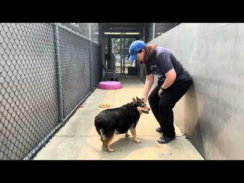 Colleen, adoptable German Shepherd Dog at Chicago Animal Care and Control