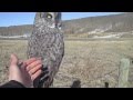 Petting a Wild Great Grey Owl