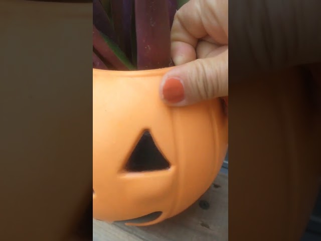 Vídeo relacionado con LIUYIDM Figuras Decorativas Mononoke 10 Piezas Elfos Decoración de Jardín Resina Elfos Miniatura Kodama Luminoso Azul, Adecuado para La Noche, Jardín, Plantas en Macetas, Decoración de Halloween