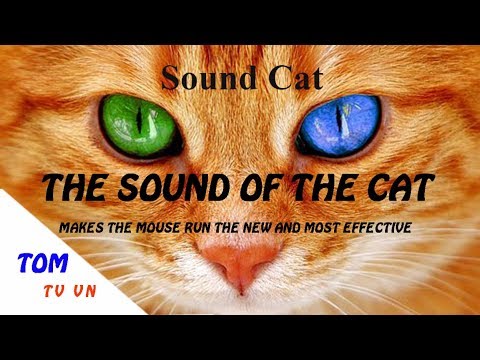The sound of the cat makes the mouse run the new and most effective