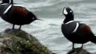 preview picture of video 'Harlequins at Barnegat Light'