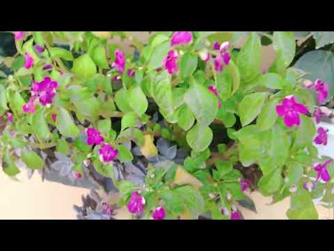 Cantinho da Rosineide ❤️ fica localizado na cidade de macambira Sergipe ♥️