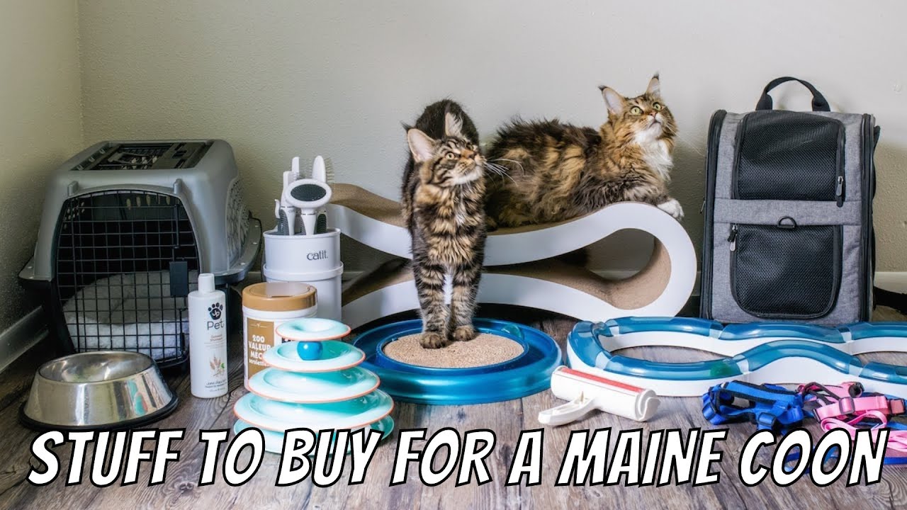 Stuff to Buy Before Getting a Maine Coon