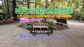 【神戸市立森林植物園】六甲山の広大な自然を満喫できる樹木植物園へ森林浴さんぽ。#癒し #風景 #自然 #神戸 #野鳥