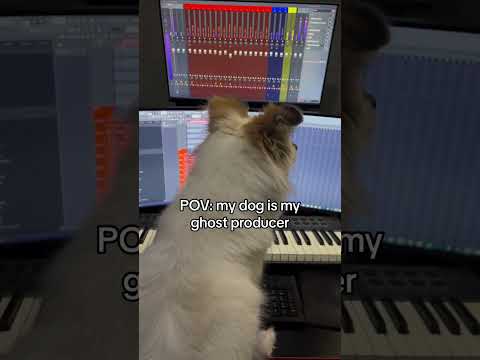 I Let My Dog Make Music and THIS Happened
