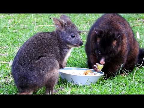 Inala Nature Tours