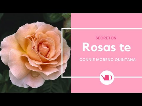 Las vedettes del otoño: las rosas te, por Connie Moreno Quintana