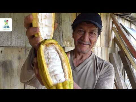 Ángel Maldonado produce cacao fino de aroma en Palanda #zamorachinchipe