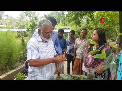 বারো মাসি কাঠালের বাডিং- ০২ বছরের গাছেই ধরবে কাঠাল