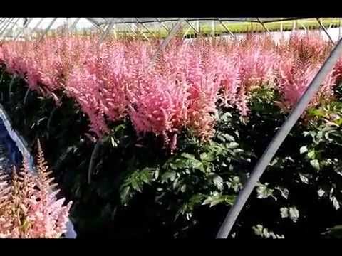download lagu mp3 mp4 False Spirea Visions In Pink, download lagu False Spirea Visions In Pink gratis, unduh video klip False Spirea Visions In Pink