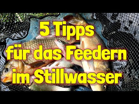5 Feeder Tipps !