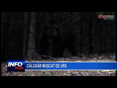 Călugăr mușcat de urs