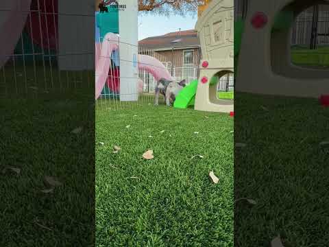 Video 3
