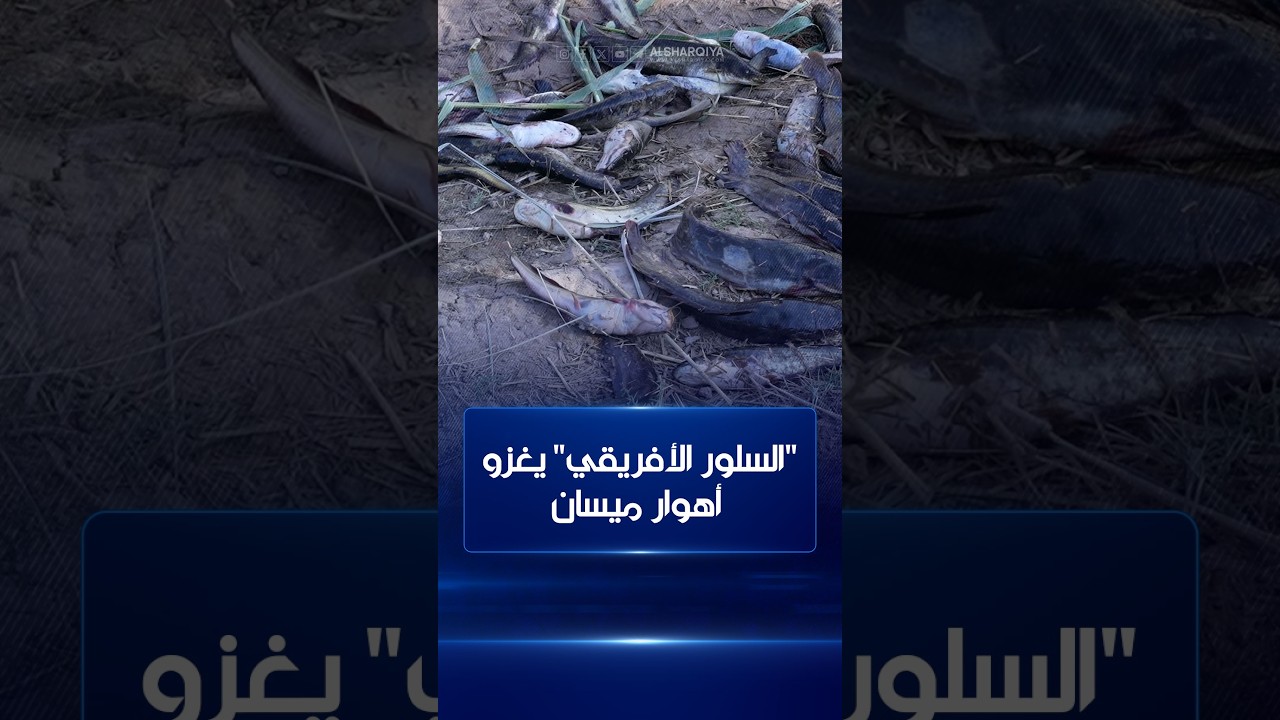 فيديو | "السلور الأفريقي" يغزو أهوار ميسان