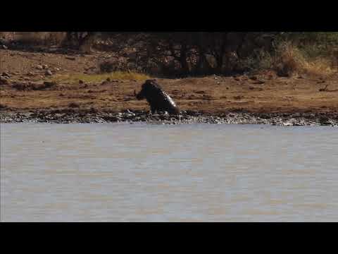 Warthog rolling in mud