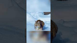 ¡Lince vs Invierno Extremo! ❄️🐾 | Hambre, Caídas y Supervivencia 😱🔥#shorts#shortvideo#shortsfeed