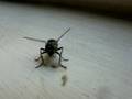 housefly birthing maggots 