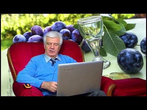 Srbija među šljivama 05.03.2018. - Beogradske izborne šljive (video)