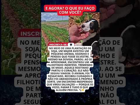 Major para na estrada, encontra filhotinho sozinho na plantação de soja e muda o destino dele