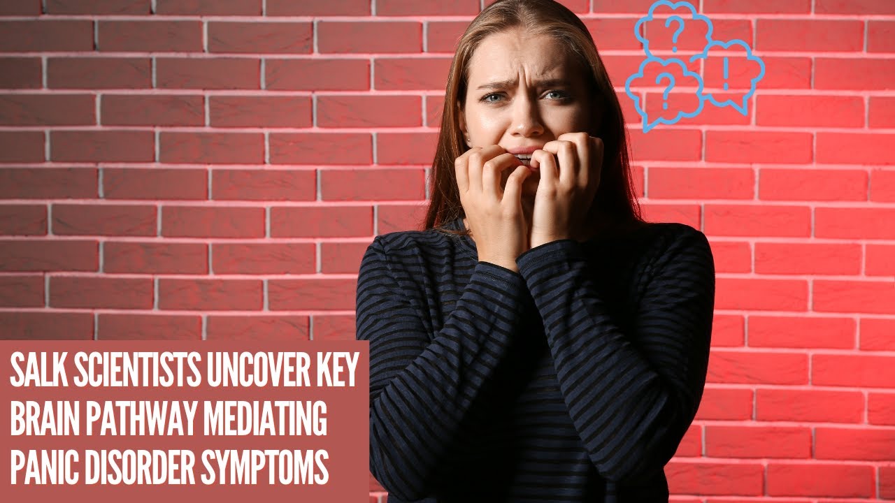 Salk scientists uncover key brain pathway mediating panic disorder symptoms - Health News