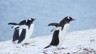Penguins International: Protest March of the Penguins