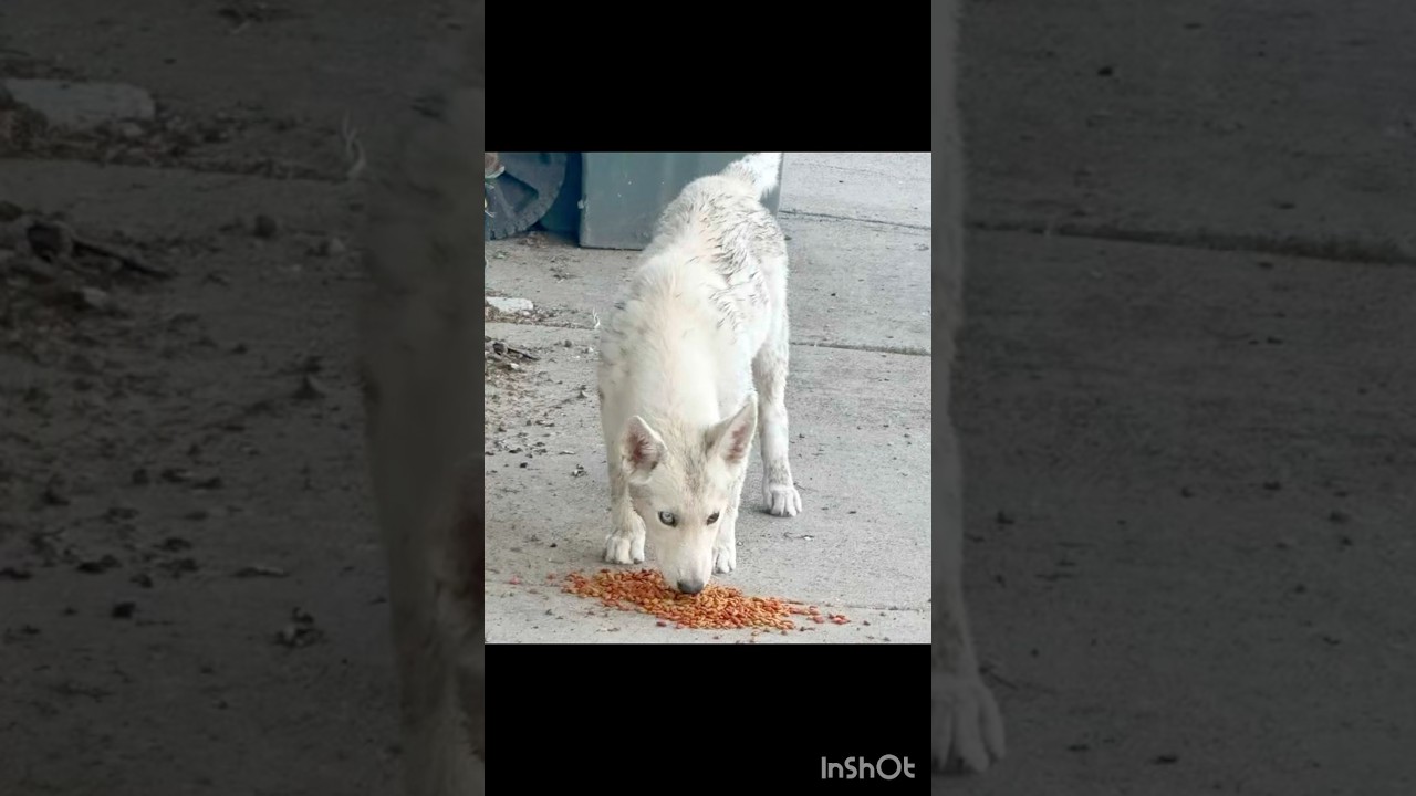 Enlarge Cookie, an adoptable Husky in Lovettsville, VA video 6/6