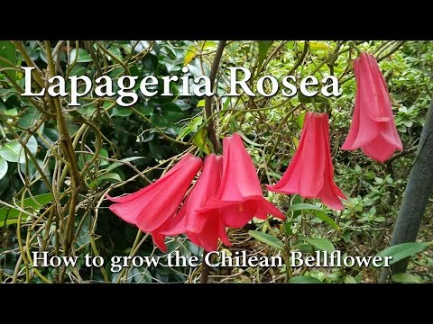 , title : 'How to Grow Lapageria rosea - The Chilean Bellflower or 'Copihue''