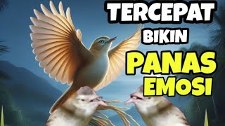 Download lagu Tercepat !!! pancingan ciblek sawah ribut || bikin ciwah ombyokan gacor nembak bersahutan mp3