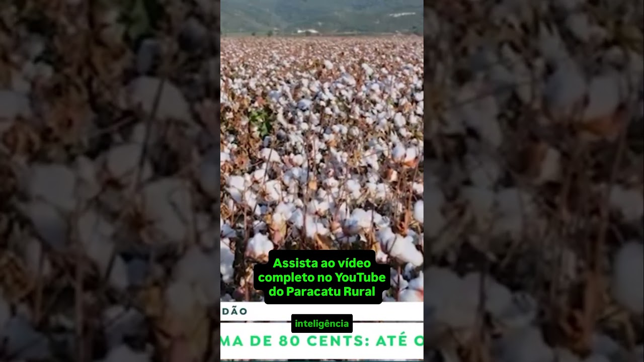 Alta no algodão