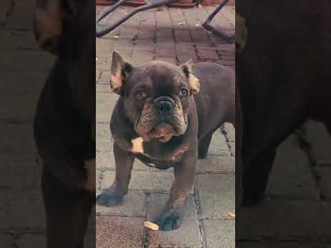 French Bulldog puppy for sale