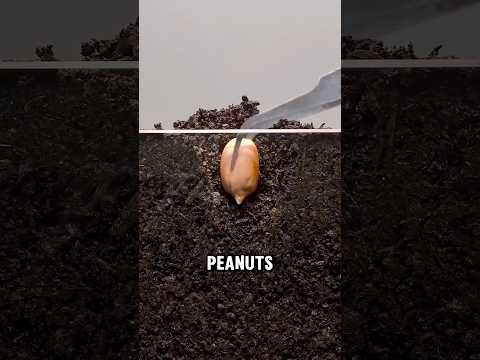 The Weird Biology Behind Peanut Growth!