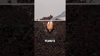 The Weird Biology Behind Peanut Growth!