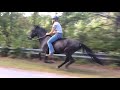 Paso Fino Horse Galloping Full Speed Bareback