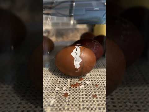 Black Copper Marans Hatching Time Lapse