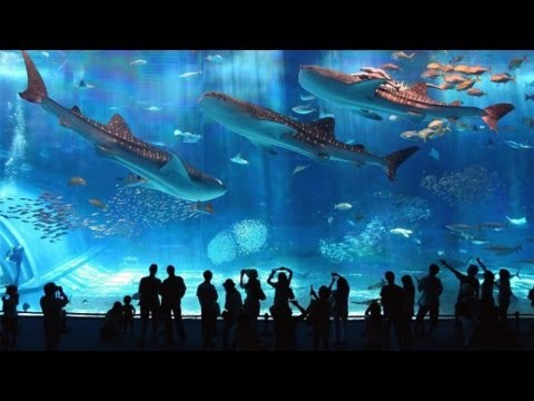 Самый большой океанариум В МИРЕ, Сингапур | The largest aquarium in the WORLD, Singapore