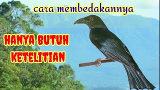 Download lagu CARA Membedakan BURUNG SRIGUNTING Jantan  Dan Betina mp3 Download lagu CARA Membedakan BURUNG SRIGUNTING Jantan  Dan Betina mp3