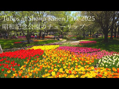 Der Tulpengarten im Showa Kinen Park erinnert an den Keukenhof-Park in den Niederlanden.