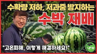 올여름 수박재배는 이렇게 돌파하세요! 수확량저하 및 저과중 예방법