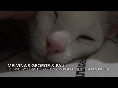 Happiness is falling asleep to the sound of cat purr