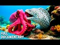 WILD DEPTHS Ocean S Strangest Crimes