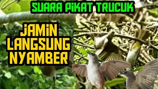 Download lagu SUARA PIKAT TRUCUKAN PALING AMPUH LANGSUNG PADA DATANG mp3 Download lagu SUARA PIKAT TRUCUKAN PALING AMPUH LANGSUNG PADA DATANG mp3