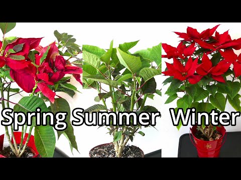 Poinsettia Care Throughout The Year
