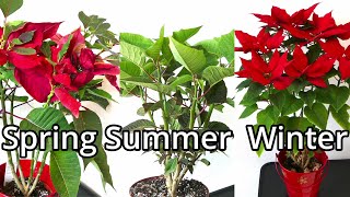 Poinsettia Care Throughout The Year
