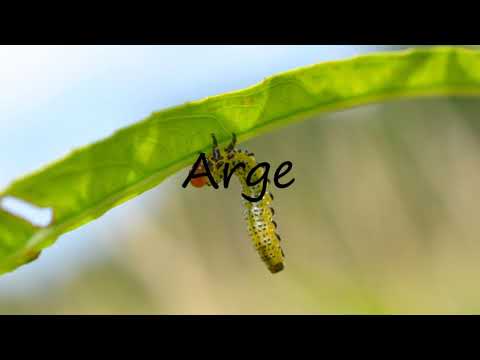 How to Pronounce Arge?