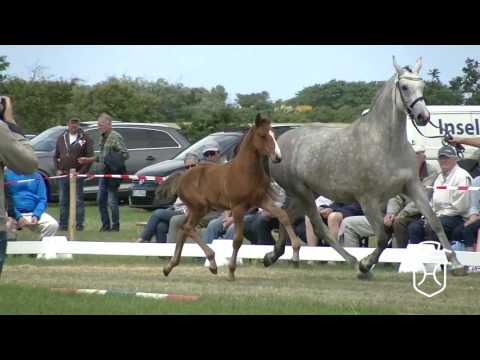 NF214 Stutfohlen von Quibery - Clarimo - Contago