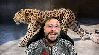Jaguars DO NOT attack, Leopards attack and Humans ARE "tailless monkeys"
