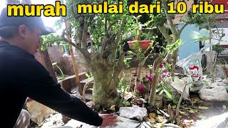 Download lagu Bakalan Serut Masih Dikarung Beras MURAH Harga Dari 10 Ribuan mp3