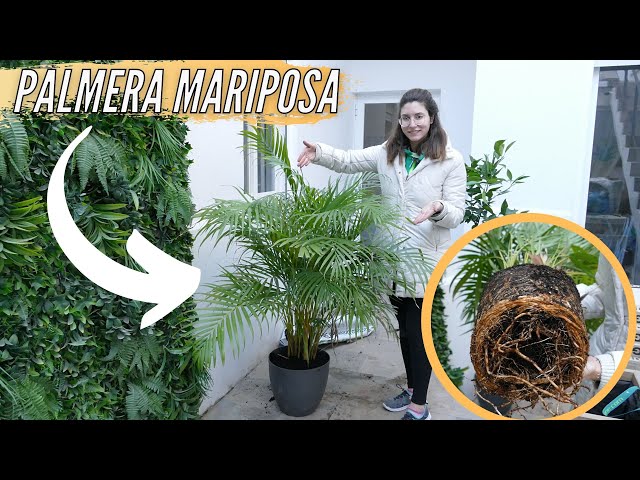 Vídeo relacionado con Dypsis Lutescens Grande Palma Areca XL Planta de Interior Palmera Natural para el Hogar