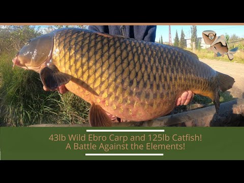 Stunning 43lb Wild Carp! Battling the Elements on the River Ebro!
